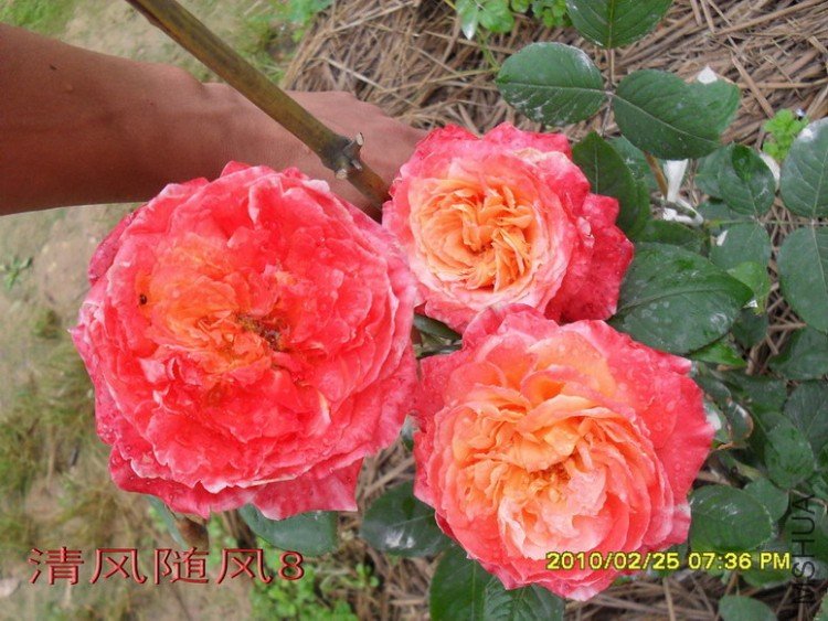 ��ϼ(Sunset glow)11.jpg