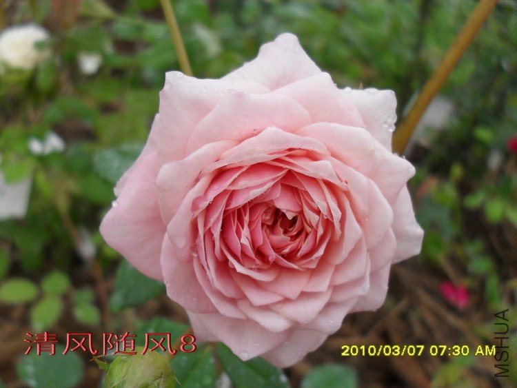 ����Ī��˹11 (1).jpg