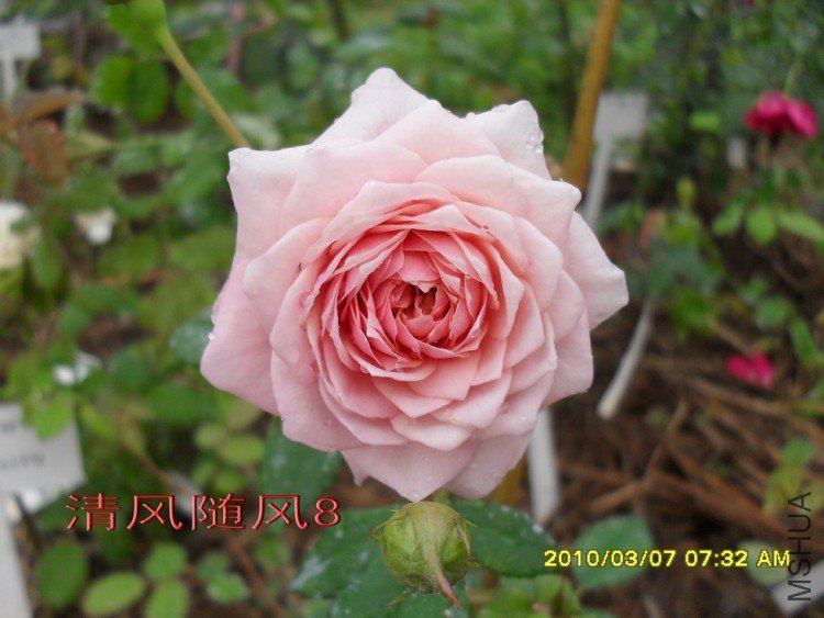 ����Ī��˹11 (2).jpg