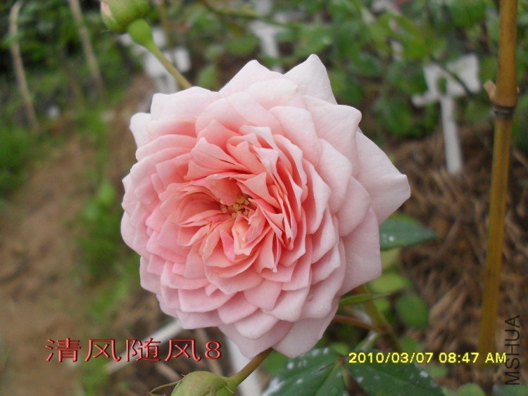 ����Ī��˹11 (3).jpg