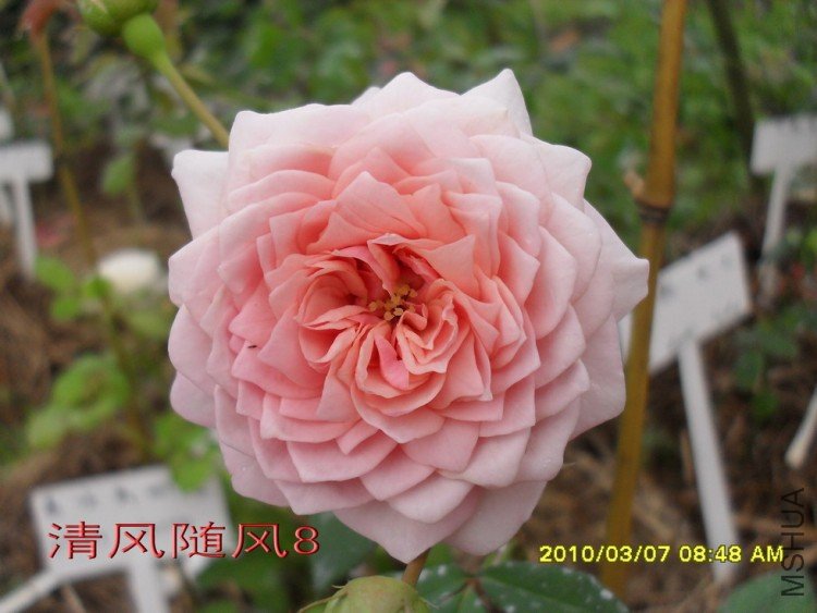 ����Ī��˹11 (6).jpg