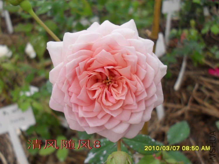 ����Ī��˹11 (8).jpg