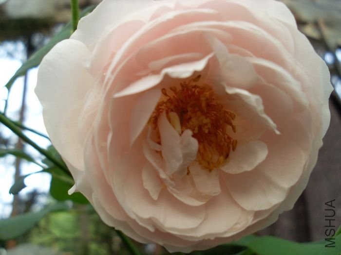 SL382977.JPG