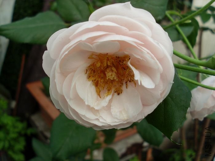 SL382976.JPG