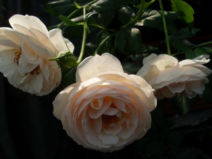 SL382983.JPG