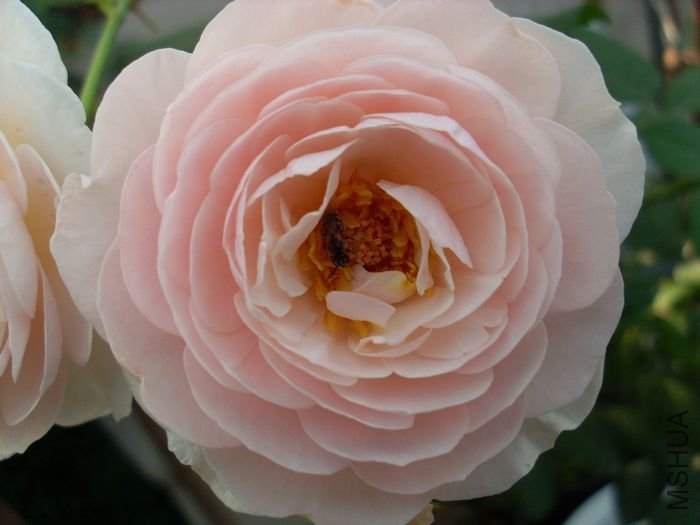SL383043.JPG