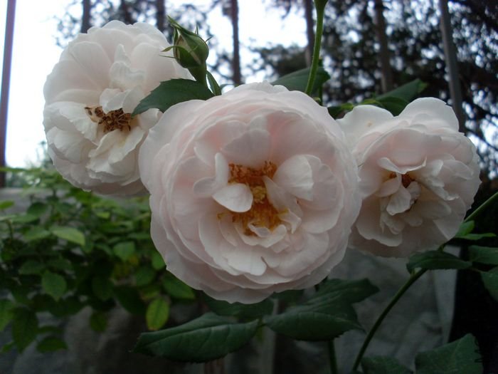 SL382989.JPG