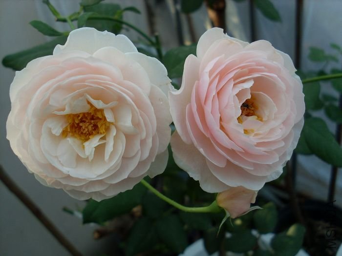 SL383044.JPG