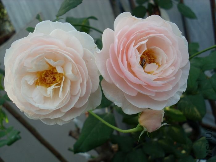 SL383042.JPG
