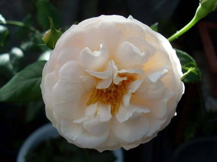 SL382999.JPG