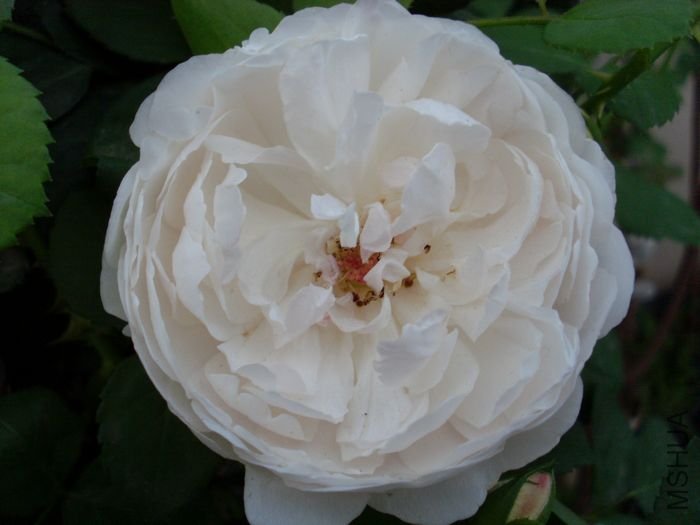 SL383089.JPG