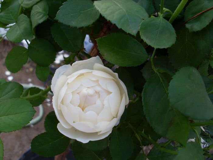 SL383001.JPG