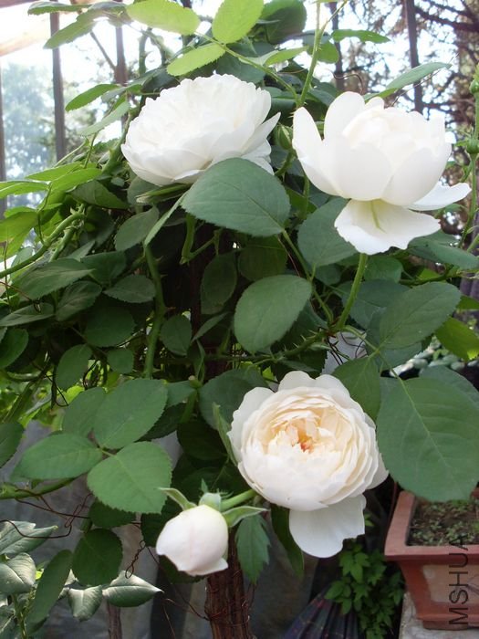 SL383072.JPG