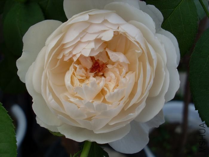 SL383058.JPG