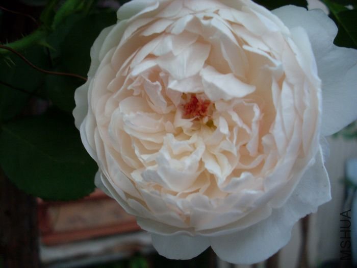 SL383088.JPG