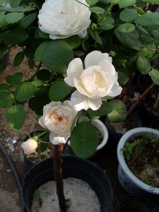 SL383057.JPG