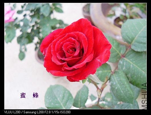 SDC11764.jpg