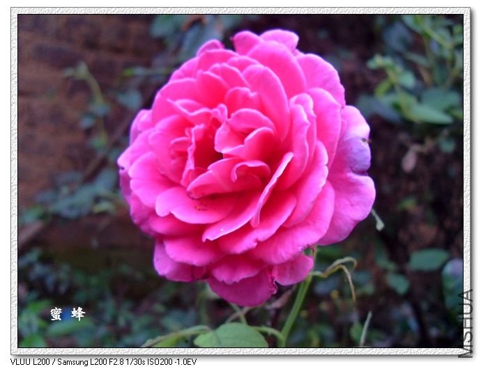 SDC12251.jpg