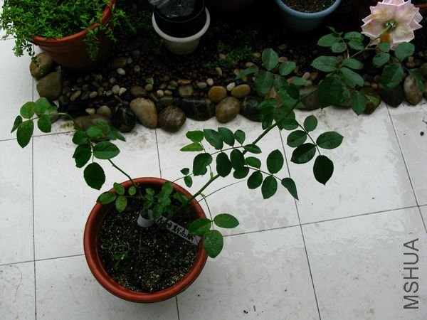 IMG_0037.JPG