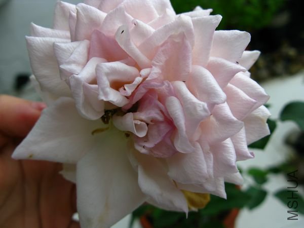 IMG_0038.JPG