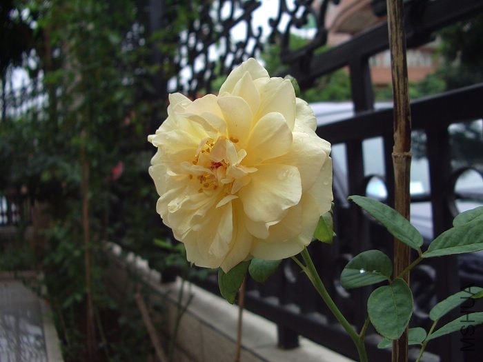 IMGP9822.jpg