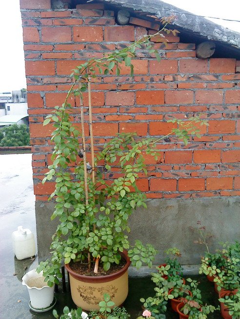 DSC00244-----------.jpg
