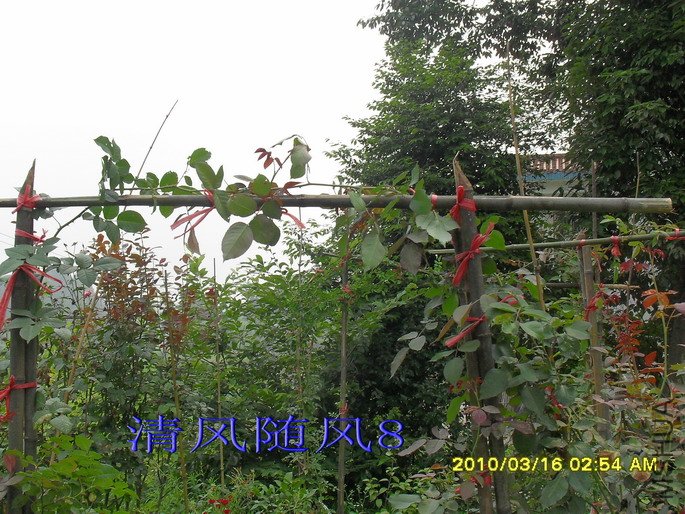 ����ٰף��ұ���Ũ����õ