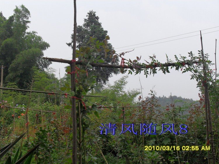 ���׹���Ⱥ