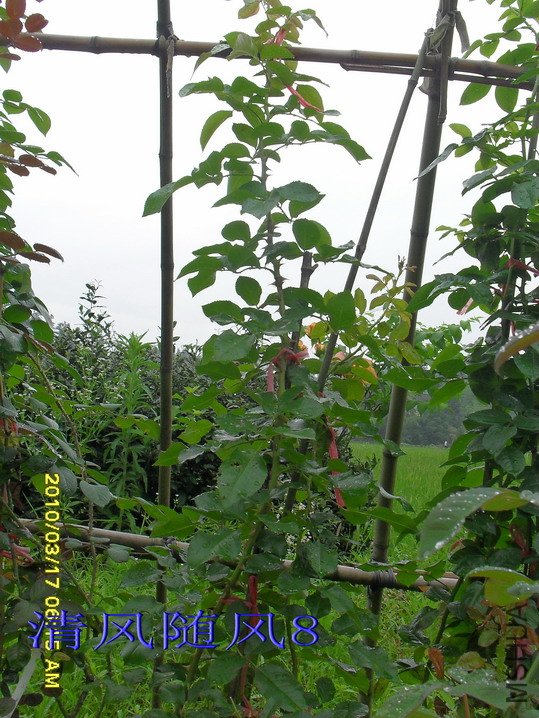 �ٳ谮С��*2.5M