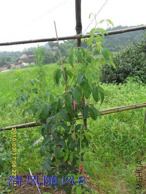 ����ʿ��Ǿޱ*1.8M