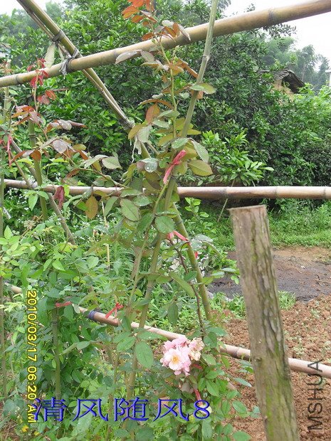 �ٰŵ���*2.5M