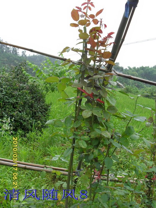 ��ɣ���ֺ�����*2.5M