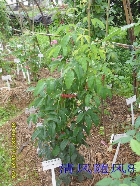 ����Ǿޱ�����˹��ĥ����*1.5M