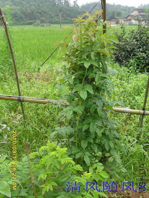 ��õ�塣Լ��*1.5M