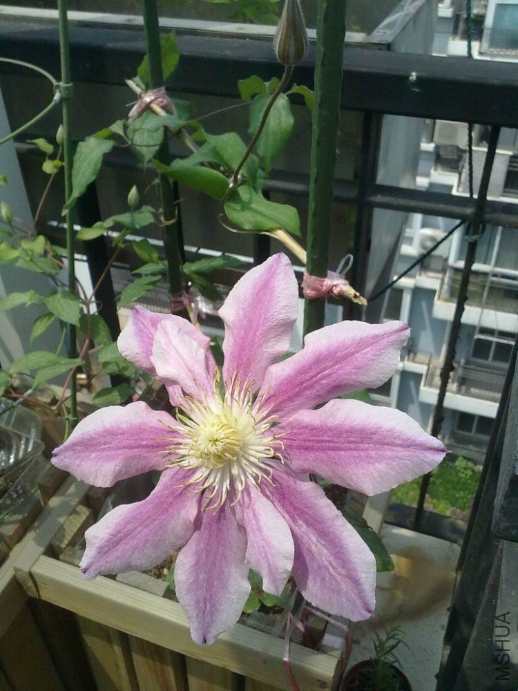 ������С 20100510368.jpg