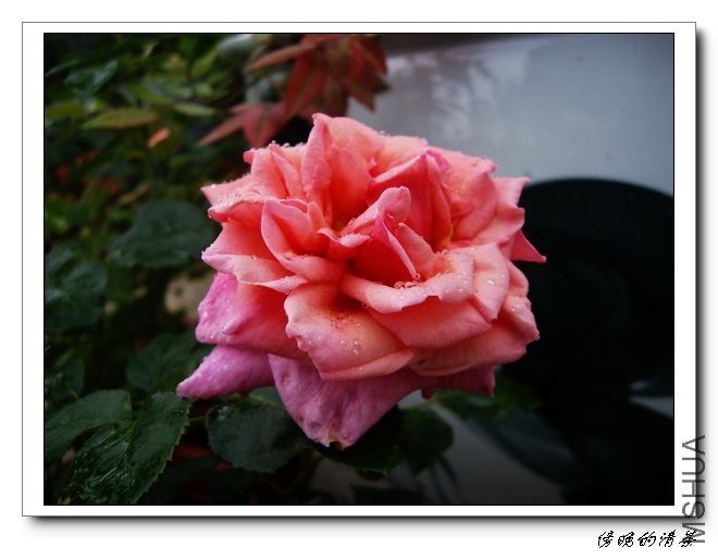 IMGP6903.jpg