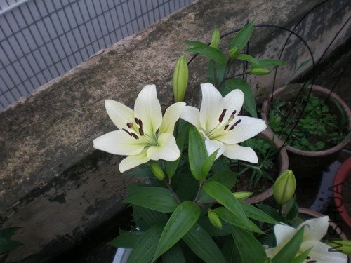 P1010064.JPG