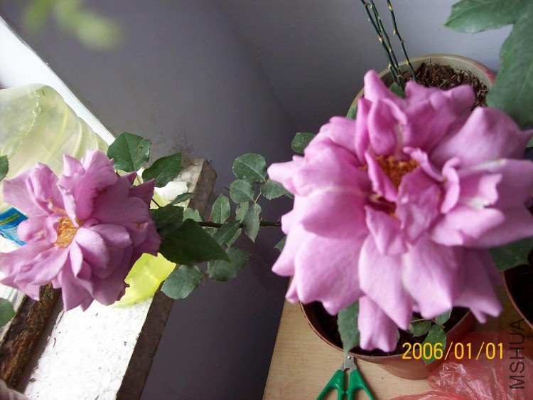 100_3454.JPG