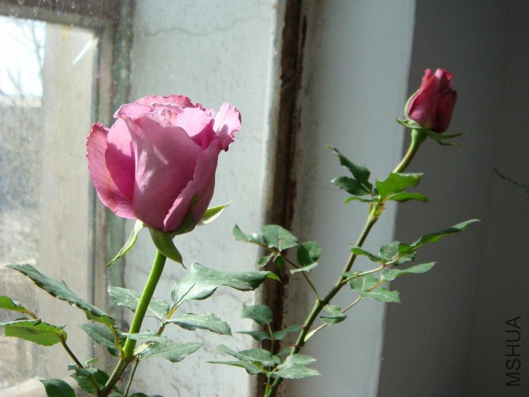 DSC09292.JPG
