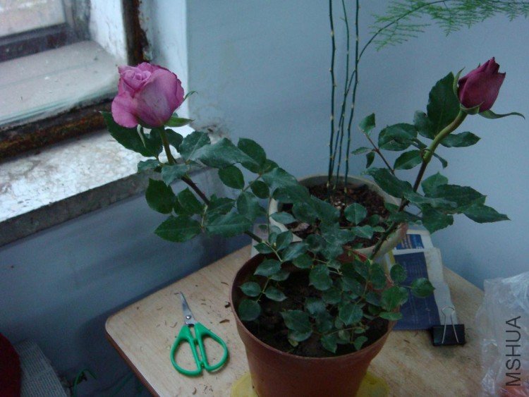 DSC09246.JPG
