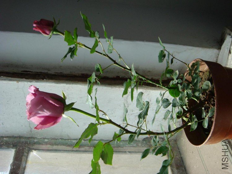 DSC09291.JPG