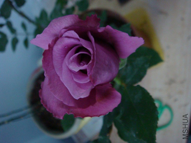 DSC09254.JPG