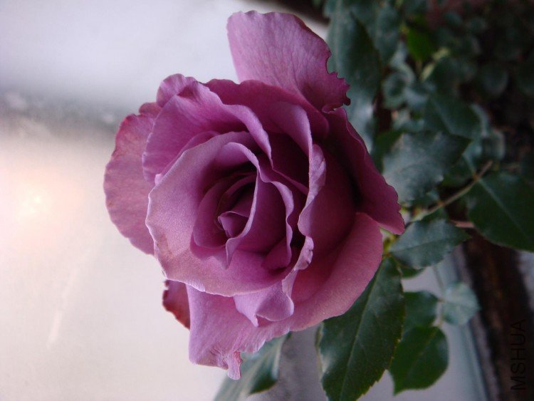 DSC09304.JPG