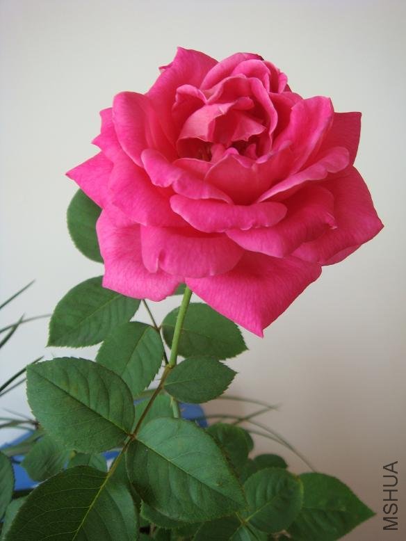 DSC01509.JPG