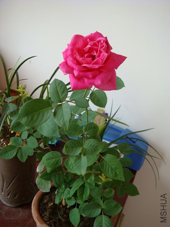 DSC01513.JPG