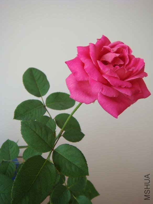 DSC01515.JPG