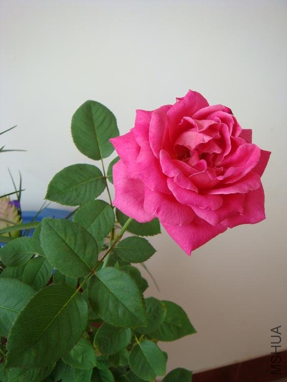 DSC01516.JPG