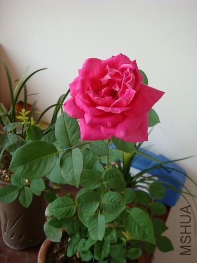 DSC01514.JPG