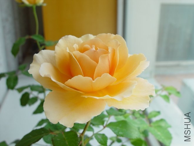 DSC02639.JPG
