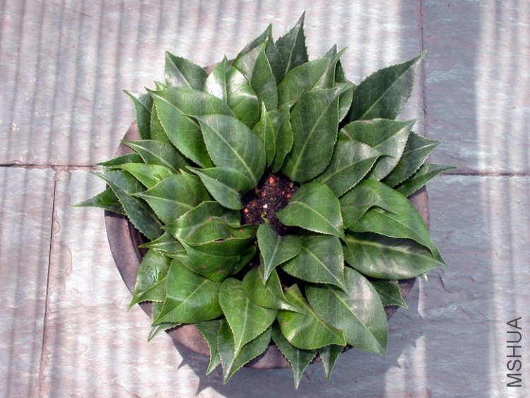 DSCN6045.jpg